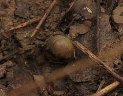 Arion intermedius