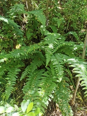 Blechnum hastatum