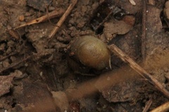 Arion intermedius