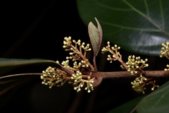 Actinodaphne pilosa