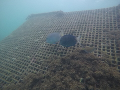 Acanthurus coeruleus