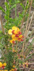 Dillwynia phylicoides