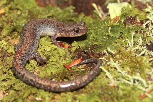 Plethodon sherando Highton, 2004
