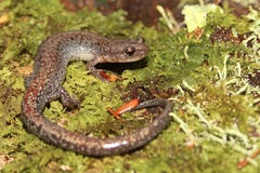 Plethodon sherando