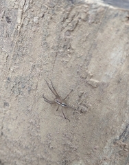 Neoctenus