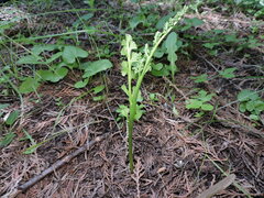 Botrychium crenulatum