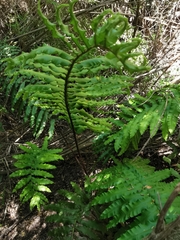 Blechnum chilense