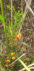 Dillwynia phylicoides