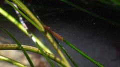Pentidotea kirchanskii