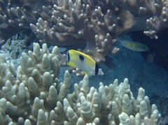 Chaetodon unimaculatus