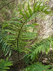 Blechnum chilense