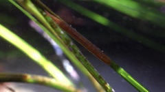 Pentidotea kirchanskii