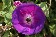 Ipomoea orizabensis