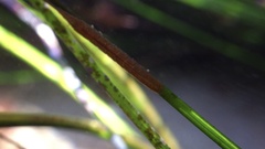 Pentidotea kirchanskii