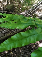 Blechnum chilense
