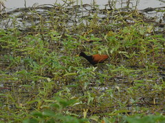 Jacana jacana