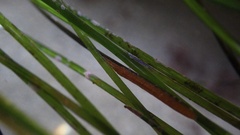Pentidotea kirchanskii