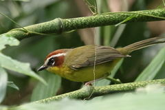 Basileuterus delattrii