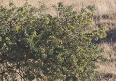 Sophora chrysophylla