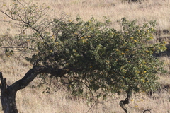 Sophora chrysophylla