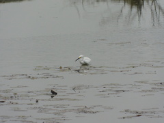 Egretta thula
