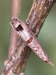 Glyphidoptera insignana