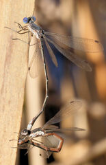 Lestes congener