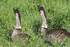 Branta sandvicensis