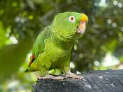 Amazona ochrocephala