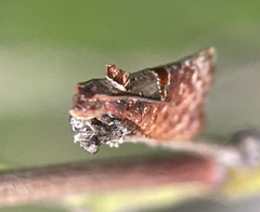 Glyphidoptera insignana