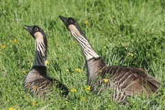 Branta sandvicensis