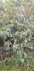 Cotoneaster glaucophyllus