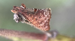 Glyphidoptera insignana