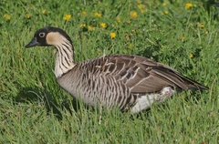Branta sandvicensis