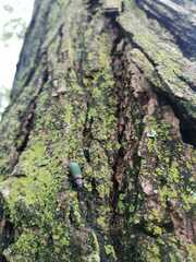 Strongylium auratum