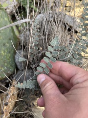 Astrolepis cochisensis