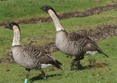 Branta sandvicensis