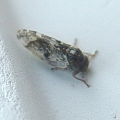 Pachypsylla celtidismamma