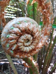 Blechnum chilense