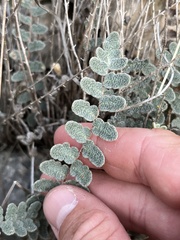 Astrolepis cochisensis