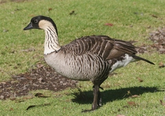 Branta sandvicensis