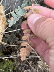 Astrolepis cochisensis
