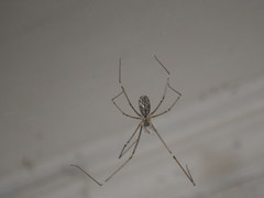 Holocnemus pluchei
