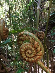 Blechnum chilense