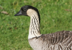 Branta sandvicensis