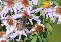 Cochliomyia