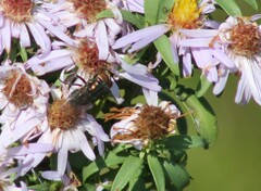 Cochliomyia