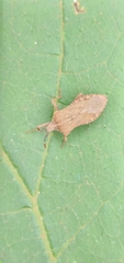 Acanonicus