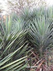 Yucca aloifolia