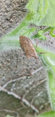 Acanonicus